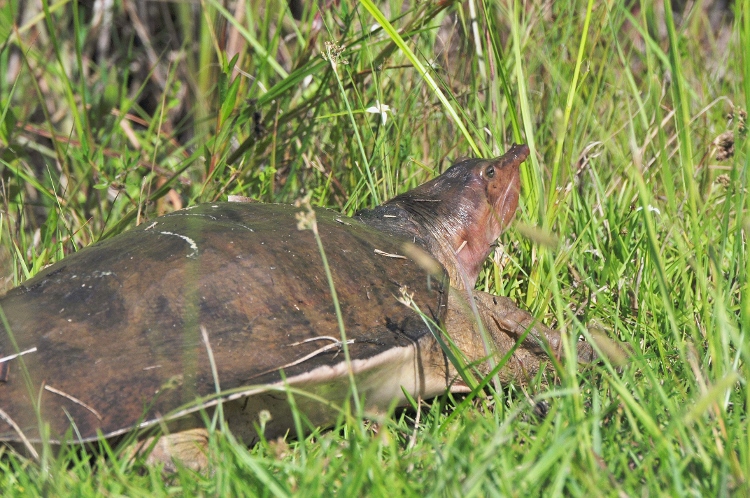 pig-nosed turtle